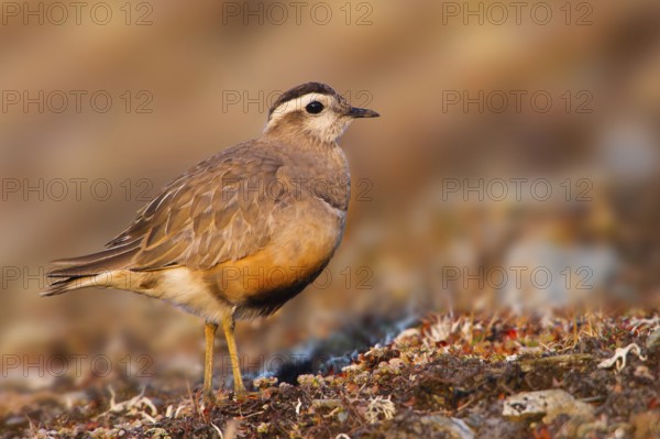 Eurasian Dotterel (Charadrius morinellus), Grisons, Switzerland