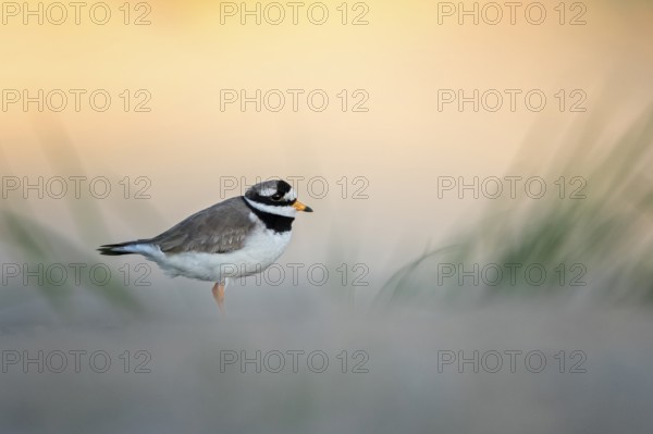 Common Ringed Plover (Charadrius hiaticula), Texel, Netherlands