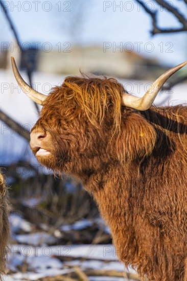 Side view of Highland cattle with reddish-brown fur and long horns in the snow, Seewald, Black Forest. Germany