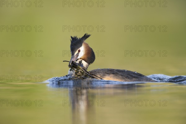 Great Crested Grebe (Podiceps cristatus), North Rhine-Westphalia, Germany