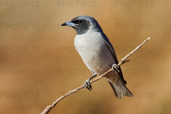 Masked Woodswallow (Artamus personatus), Western Australia, Australia