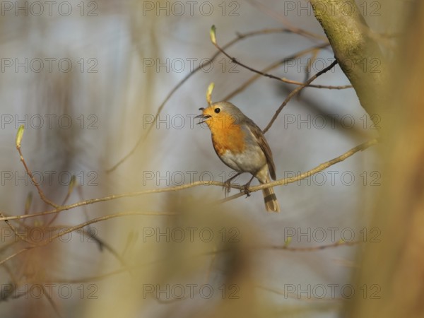 Singing robin in spring