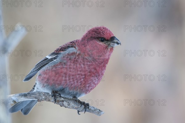 Pine Grosbeak (Pinicola enucleator) male, Varanger, Norway