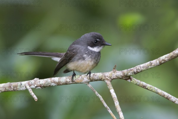 Northern Fantail (Rhipidura rufiventris), Queensland, Australia