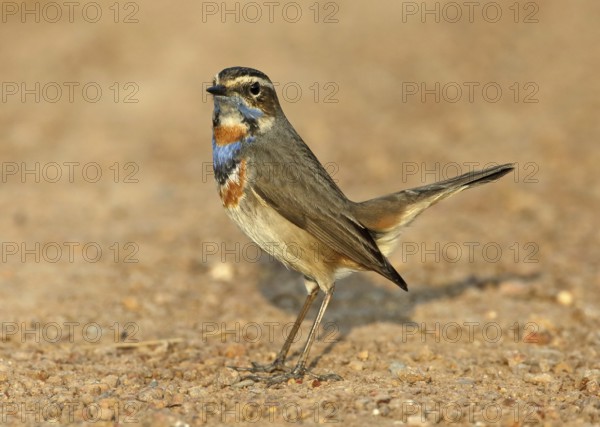Bluethroat (Luscinia svecica svecica) male, Thailand