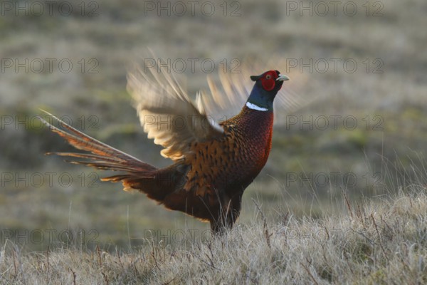 Common Pheasant (Phasianus colchicus) male flapping wings, Texel, Netherlands