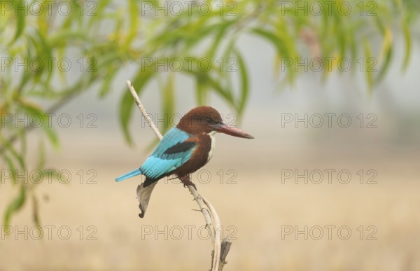 A white-throated kingfisher (Halcyon smyrnensis), Sreepur, Gazipur, Bangladesh