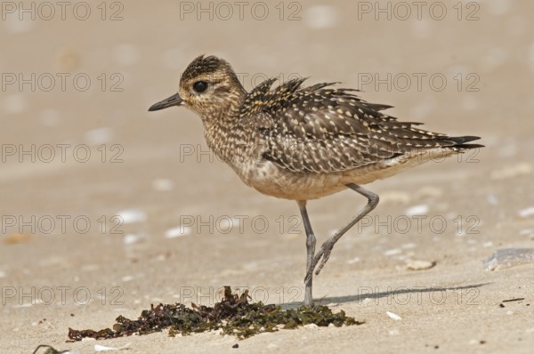 Pacific Golden Plover (Pluvialis fulva), Goa, India