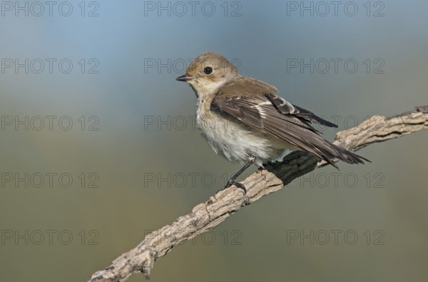 European Pied Flycatcher (Ficedula hypoleuca) perched on a branch, Aosta Valley, Italy