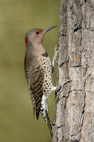 Northern Flicker (Colaptes auratus), Texas, USA