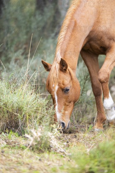 Brown horse, standing at the edge of a forest, Pyrenees, Catalonia, Spain