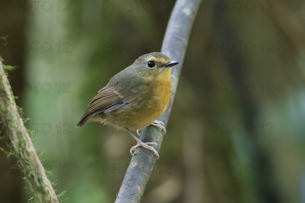 Snowy-browed Flycatcher (Ficedula hyperythra) female, Bidoup National Park, Vietnam