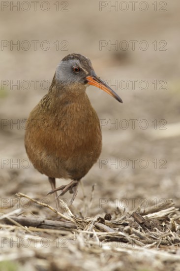 Virginia Rail (Rallus limicola), Idaho, USA