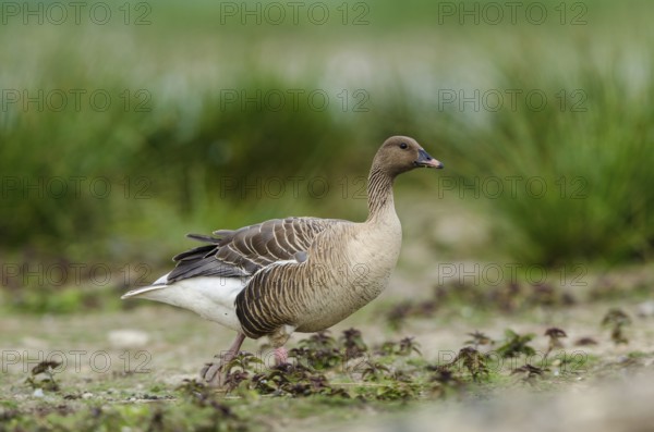 Pink-footed Goose (Anser brachyrhynchus), Schleswig-Holstein, Germany