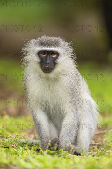 Vervet Monkey, (Chloroebus pygerythrus), vervet monkey, monkey, monkeys, primate, primates, family of vervet monkeys, mmerkatzen, iSimangaliso Wetland Park, St. Lucia, KwaZulu-Natal, S¸dafrica