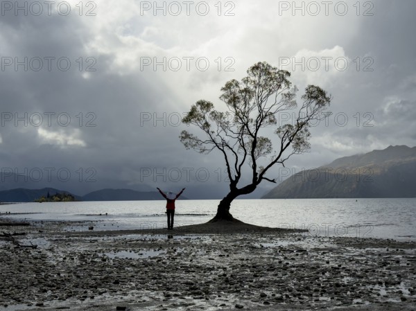 Back view of unrecognizable person at Lake Wanaka, New Zealand. The iconic tree stands in tranquil water, mountains in the background, capturing nature's calmness