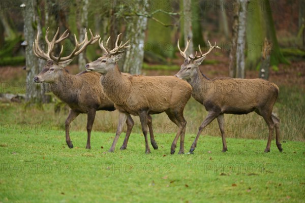 Three stags with antlers walking attentively together in the forest, red deer (Cervus elaphus), Hesse, Germany