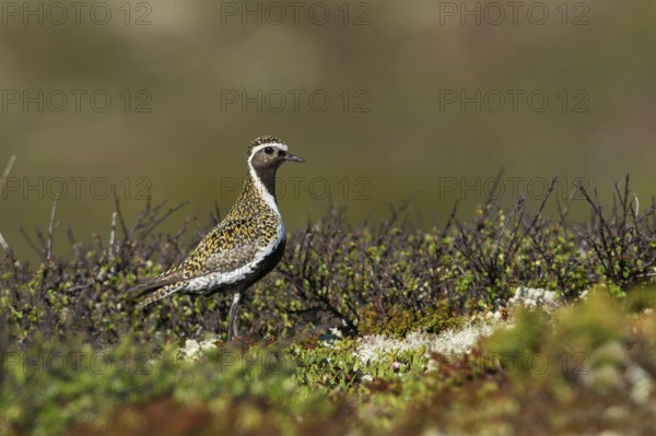 Goldregenpfeifer (Pluvialis apricaria) European Golden Plover