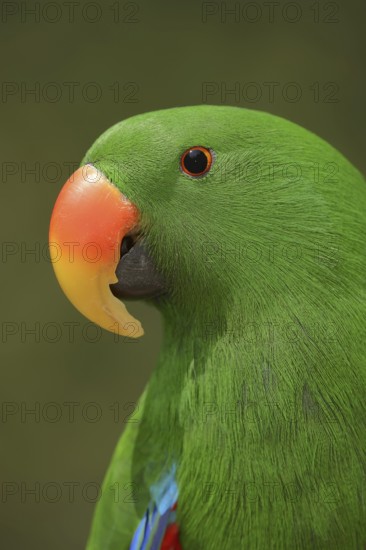 New Guinea noble parrot (Eclectus polychloros, Eclectus roratus polychloros), male, captive, occurring on New Guinea