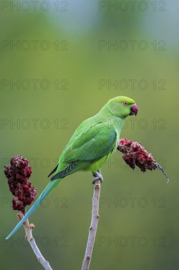 Rose-ringed Parakeet (Psittacula krameri), Baden-Wuerttemberg, Germany