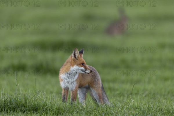Not every hunting attempt is crowned with success and a noise distracts the red fox (Vulpes vulpes) from its hunt, under observation, juvenile, half-grown, August, Germany