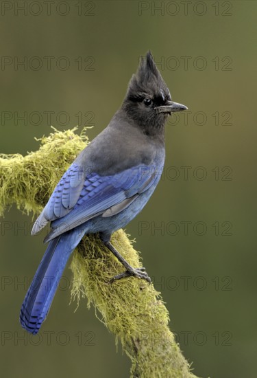 Steller's Jay (Cyanocitta stelleri), British Columbia, Canada