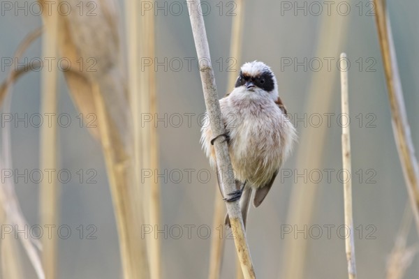 Penduline Tit, (Remiz pendulinus), animals, birds, tits, family of Penduline Tits, Eich-Gimbsheimer Altrhein, district of Worms, Rhineland-Palatinate, Federal Republic of Germany