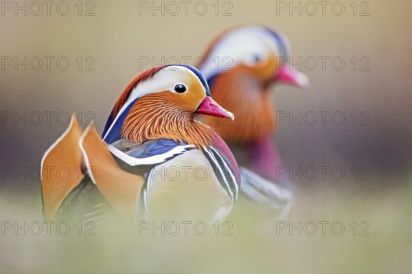 Mandarin Duck (Aix galericulata) male, Saxony-Anhalt, Germany