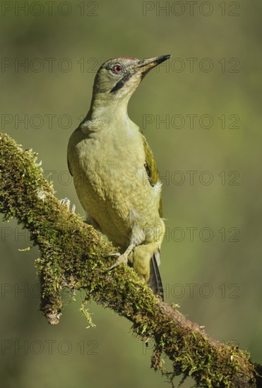 European Green Woodpecker (Picus viridis) adult female perched on a tree, Castile and Leon, Spain