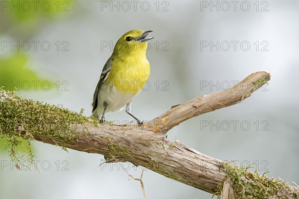 Yellow-throated Vireo (Vireo flavifrons) singing, perched on a branch, Texas, USA