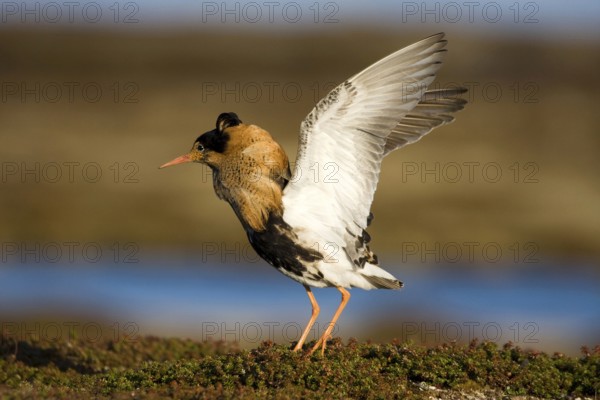 Combat Runner, (Philomachus pugnax), Narew, Bialystok, Varanger, Norway