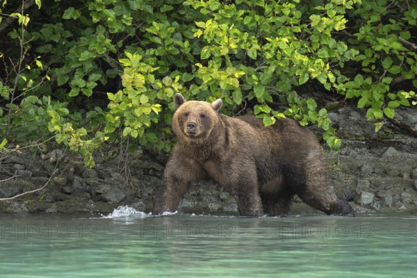Coastal brown bear (Ursus arctos) strides through the water, Lake Clark National Park