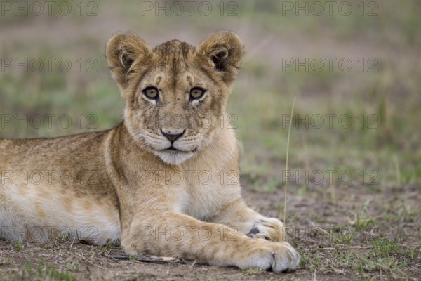African Lion (Panthera leo) cub lying alone on the ground, Masai Mara, Kenya