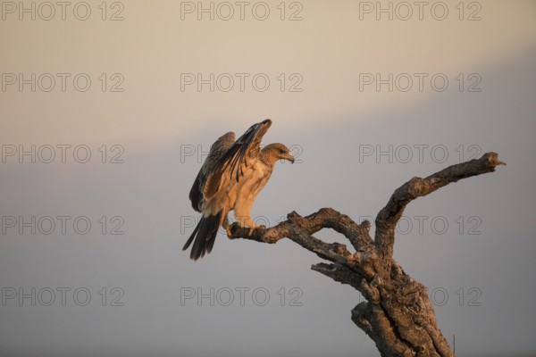 Juvenile Iberian Eagle (Aquila adalberti), Spanish imperial eagle, Extremadura, Castilla La Mancha, Spain