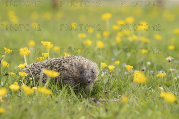 European hedgehog (Erinaceus europaeus) adult animal in a countryside meadow with Meadow buttercup (Ranunculus acris) flowers in the spring, England, United Kingdom