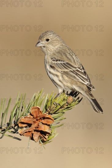 House Finch (Haemorhous mexicanus) female, Arizona, USA