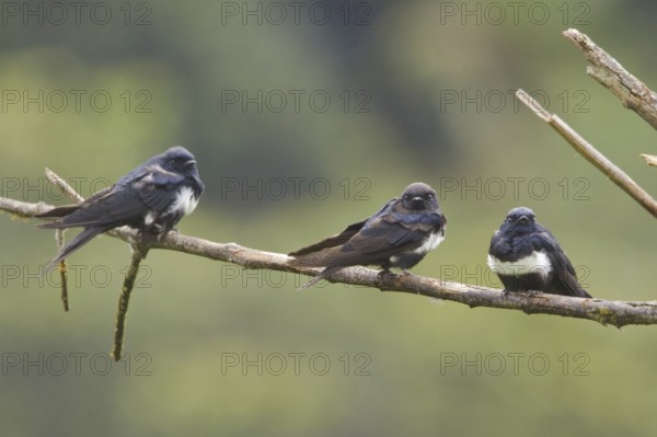 White-banded Swallow (Atticora fasciata), Ecuador