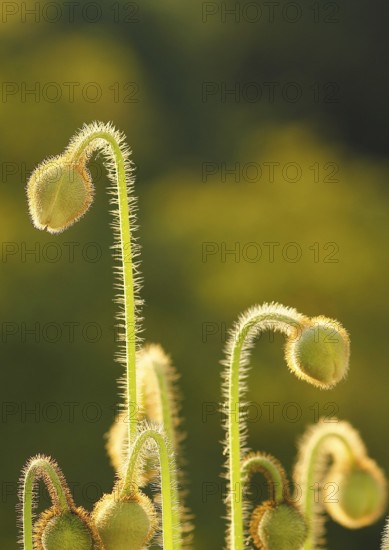 Iceland poppy (Papaver nudicaule), buds, in the evening light, North Rhine-Westphalia, Germany