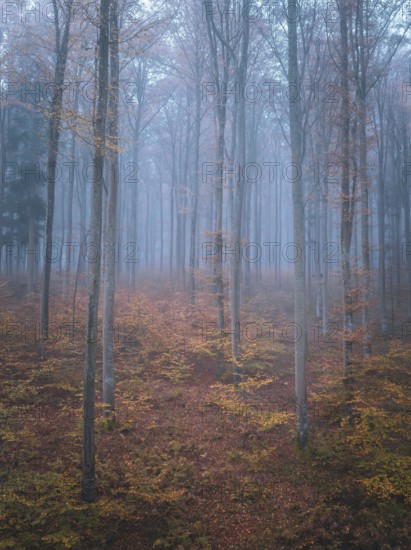 Atmospheric autumn forest in the fog with bare trees and glowing leaves, Gechingen, Black Forest, Germany