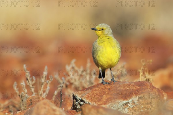 Gibberbird (Ashbyia lovensis) perched on stony ground, South Australia, Australia