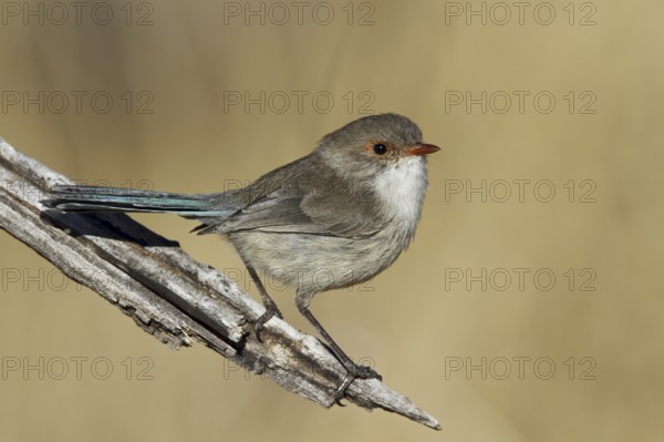 Splendid Fairywren (Malurus splendens), Queensland, Australia