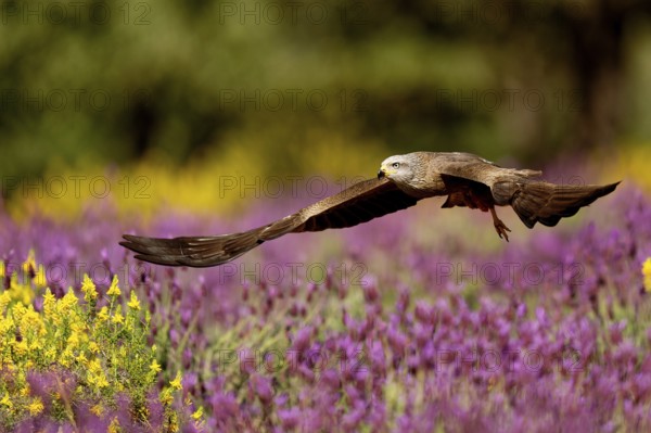 Black kite (Milvus migrans) flying over maquis with crested lavender (Lavendula stoechs) and broom, Castilla-La Mancha, Spain