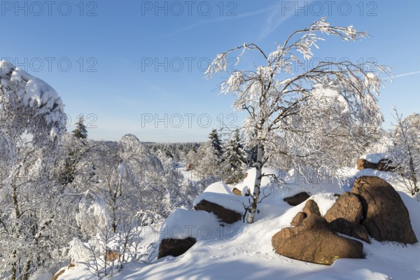 View from Großer Lugstein of the sunny winter landscape with snow-covered trees, bushes, trails and branches covered with hoarfrost on the Erzgebirgskamm, Zinnwald-Georgenfeld, Altenberg, Eastern Ore Mountains, Saxony, Germany