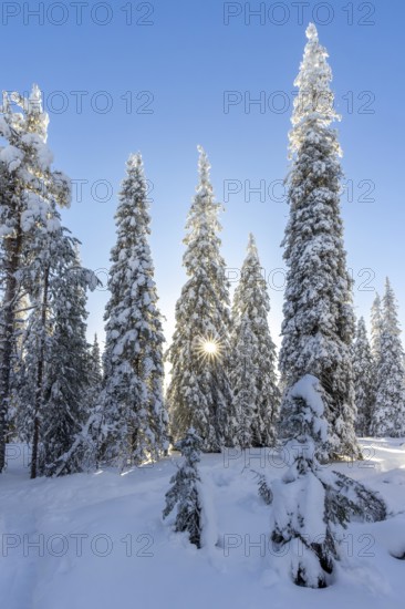 Snow covered spruce trees on the taiga forest in winter, Riisitunturi National Park in Finnish Lapland near Posio, Koillismaa, Lapland, Finland