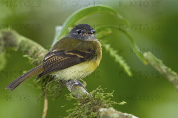 Tawny-chested Flycatcher Aphanotriccus capitalis) perched on a branch in Costa Rica