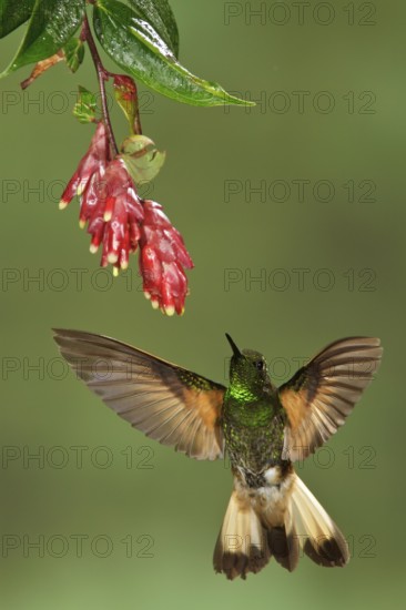 Buff-tailed Coronet (Boissonneaua flavescens) flying while feeding at a flower in Ecuador, South America