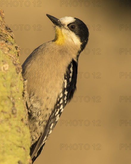 White-fronted Woodpecker (Melanerpes cactorum), Bolivia