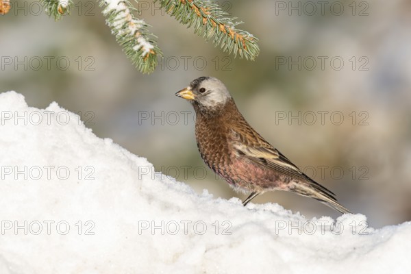 Grey-crowned Rosy Finch (Leucosticte tephrocotis littoralis), Alaska, USA