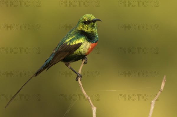 Beautiful Sunbird (Cinnyris pulchellus) male, Gambia