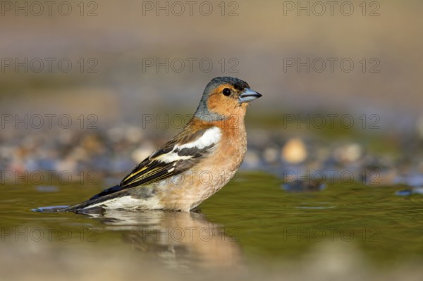 Chaffinch, (Fringilla coelebs), foraging, biotope, Wadi Darbat, Salalah, Greece, Oman
